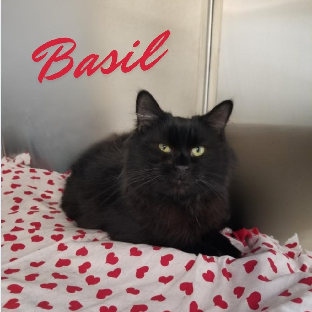 Basil, adoptable, Young Male Domestic Long Hair.