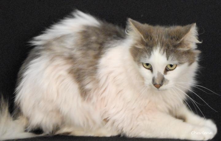 Matthew, adopted, Adult Male Domestic Long Hair.