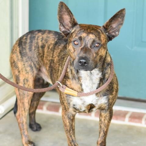 Lizzie, an adoptable Dutch Shepherd in Calumet, MI, 49913 | Photo Image 6