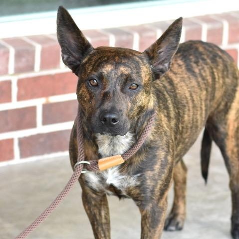 Lizzie, an adoptable Dutch Shepherd in Calumet, MI, 49913 | Photo Image 5