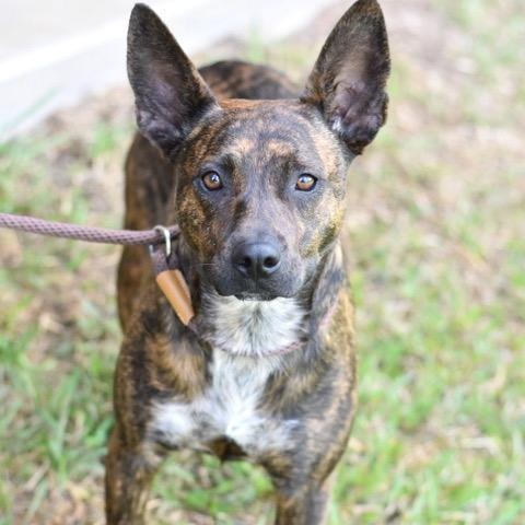 Lizzie, an adoptable Dutch Shepherd in Calumet, MI, 49913 | Photo Image 1
