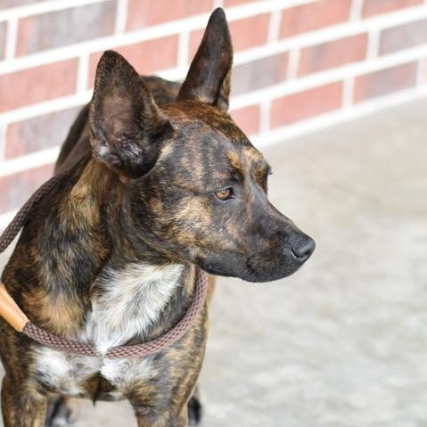 Lizzie, an adoptable Dutch Shepherd in Calumet, MI, 49913 | Photo Image 4