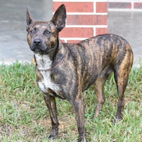 Lizzie, an adoptable Dutch Shepherd in Calumet, MI, 49913 | Photo Image 3