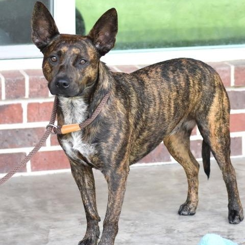 Lizzie, an adoptable Dutch Shepherd in Calumet, MI, 49913 | Photo Image 2