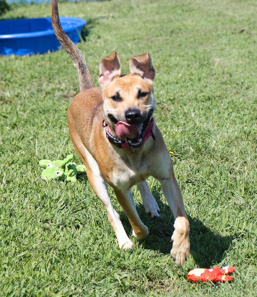 Betsy (AO36911), a Adoptable mixed breed in Kansas City, KS image 4/6