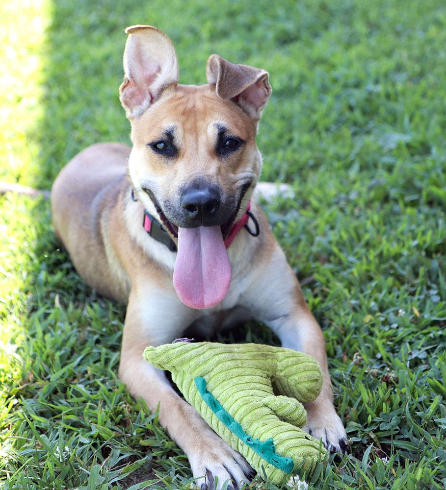Betsy (AO36911), Adoptable, Young Female Shepherd.