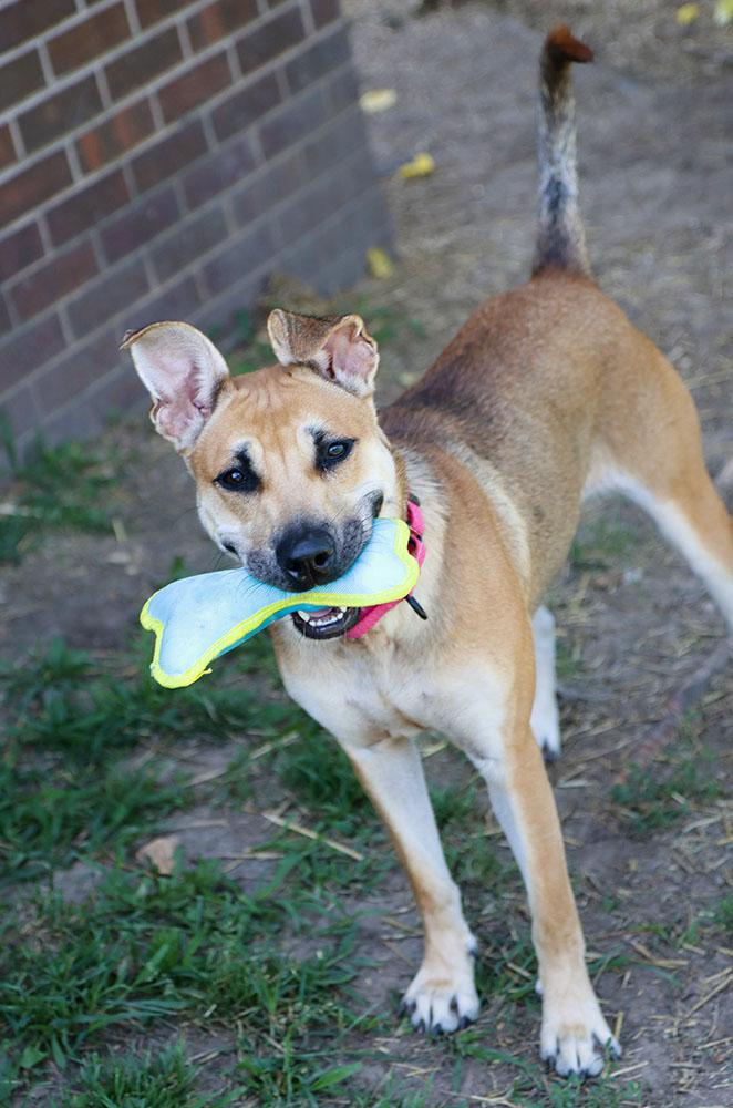 Betsy (AO36911), a Adoptable mixed breed in Kansas City, KS image 5/6
