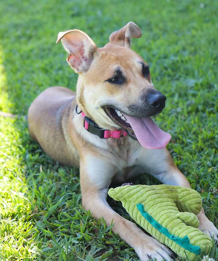 Betsy (AO36911), a Adoptable mixed breed in Kansas City, KS image 6/6