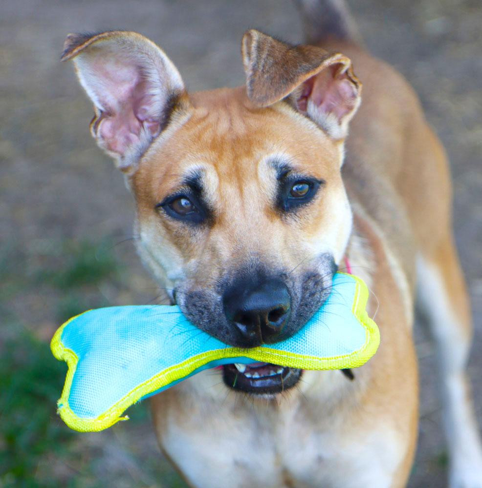 Betsy (AO36911), a Adoptable mixed breed in Kansas City, KS image 2/6