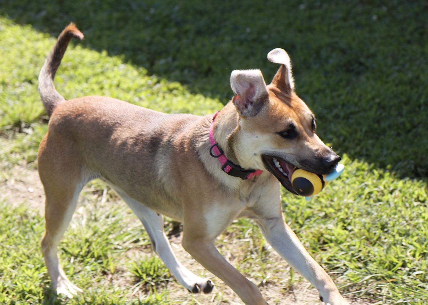Betsy (AO36911), a Adoptable mixed breed in Kansas City, KS image 3/6