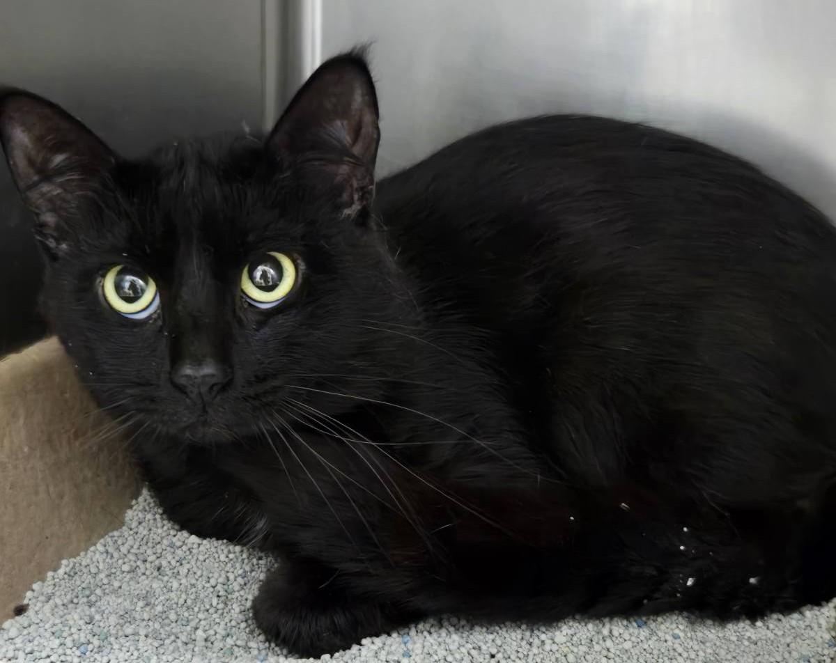 Nicholas Ribcage, Adoptable, Adult Male Domestic Short Hair.