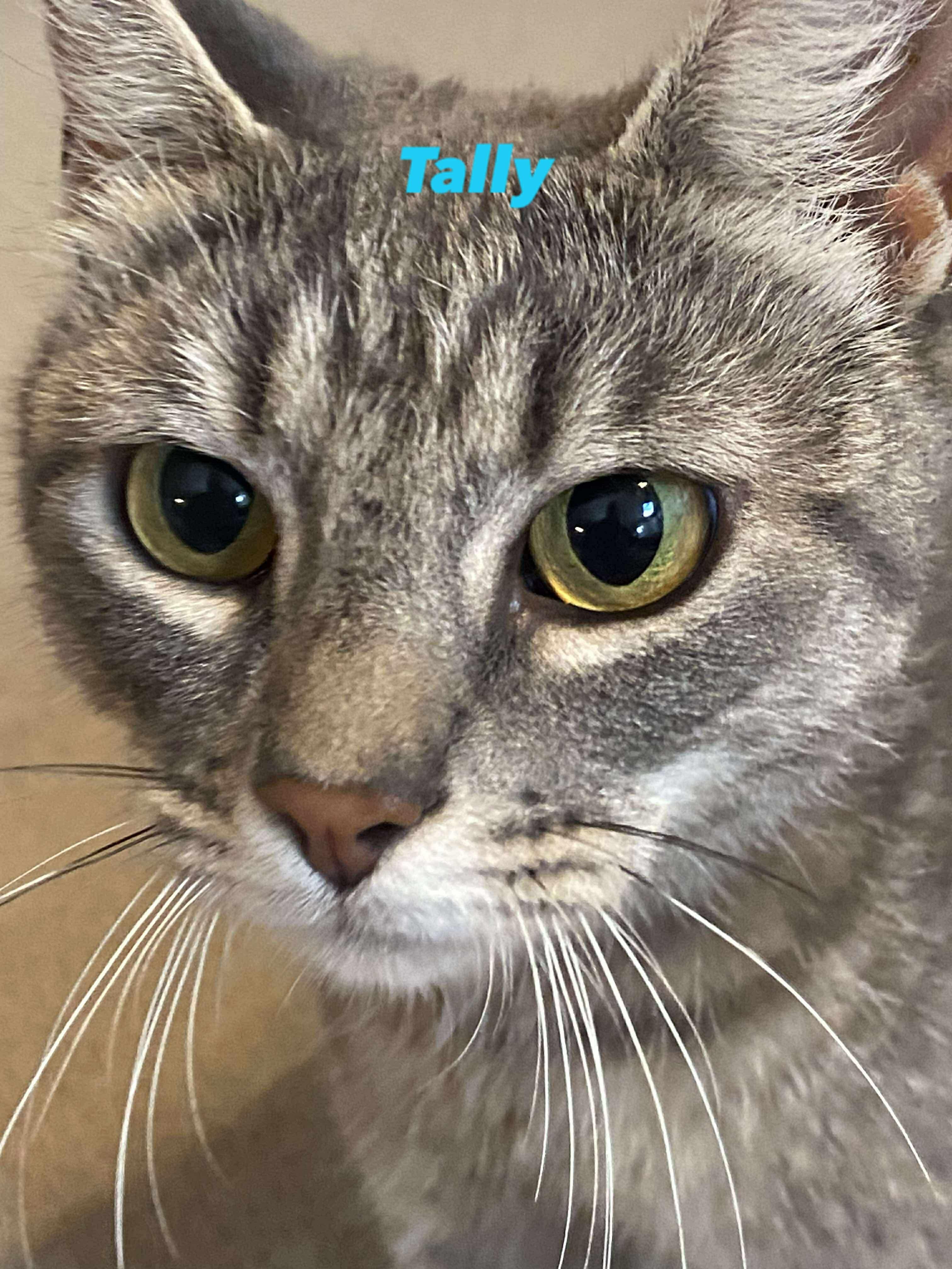 Tally, Adoptable, Young Female Domestic Short Hair.