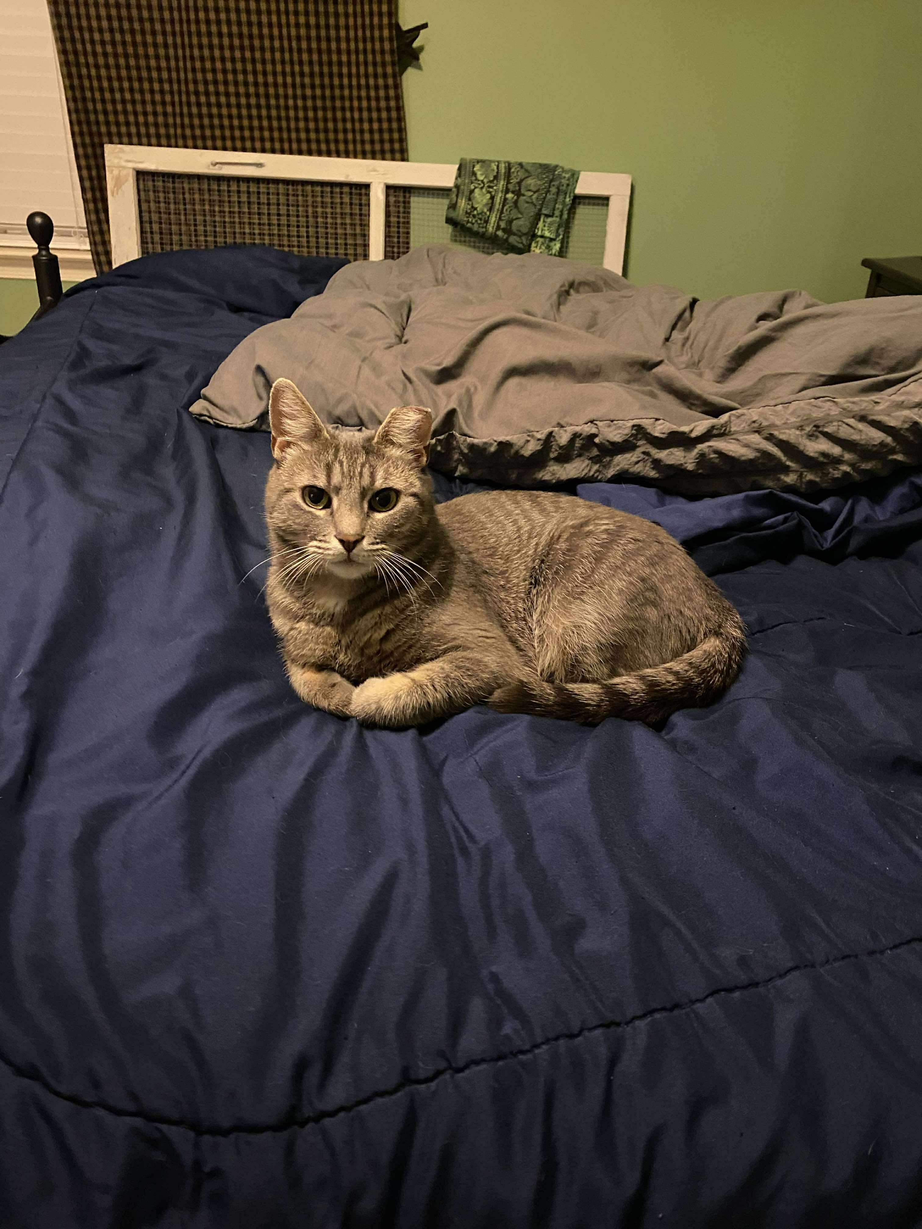 Enlarge Tally, a Adoptable mixed breed in BREINIGSVILLE, PA image 3/6