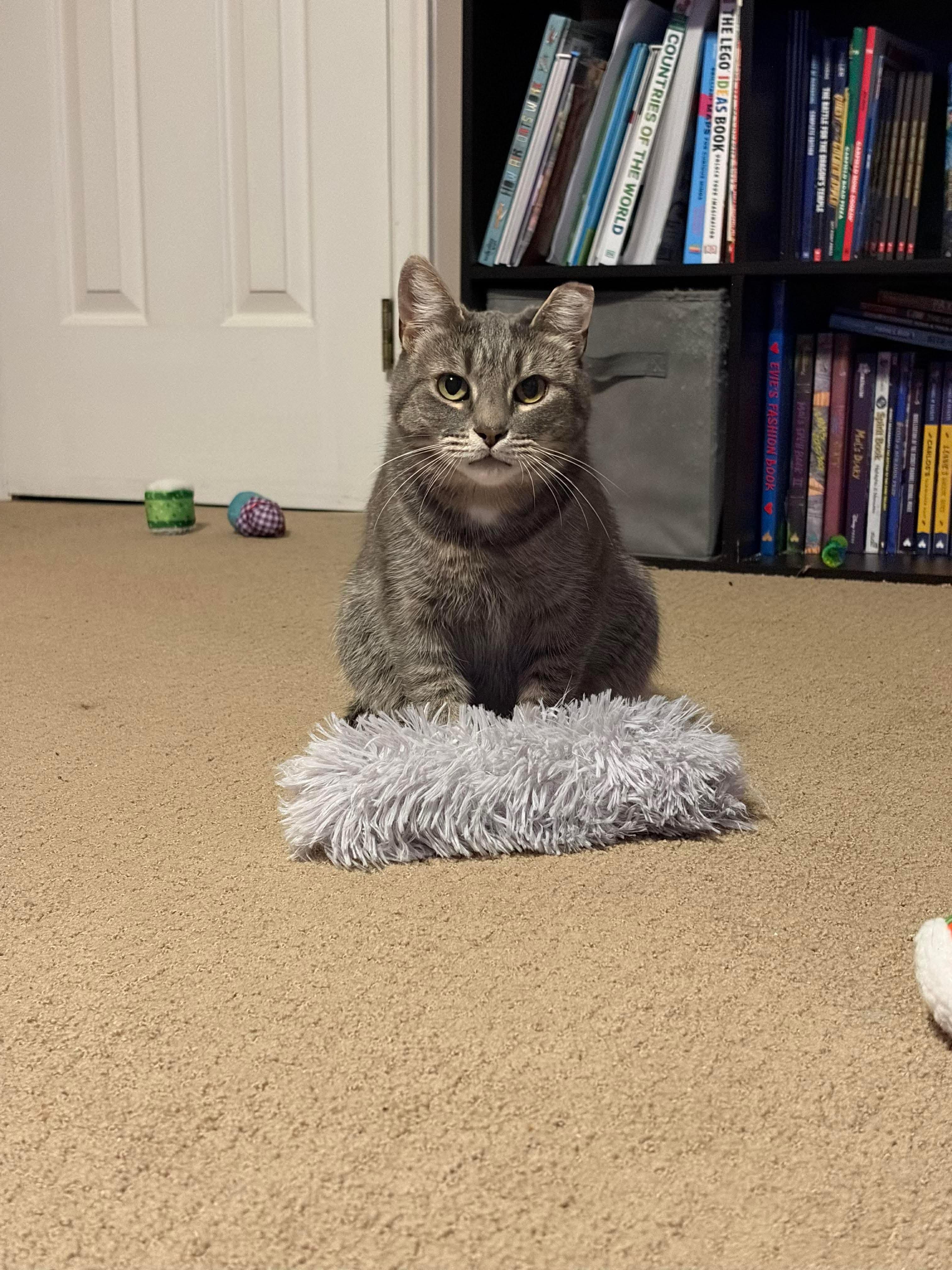 Enlarge Tally, a Adoptable mixed breed in BREINIGSVILLE, PA image 4/6