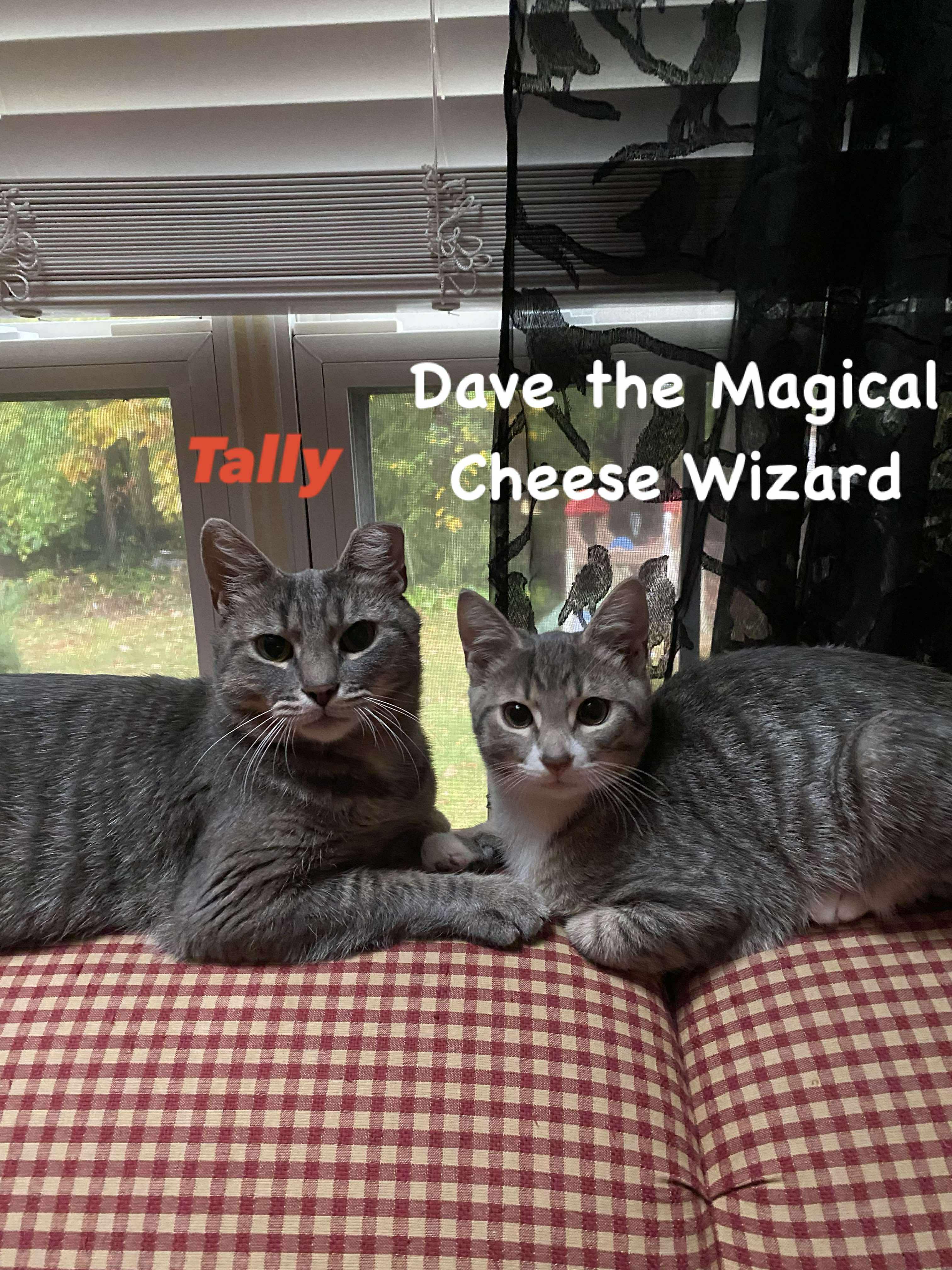 Enlarge Tally, a Adoptable mixed breed in BREINIGSVILLE, PA image 5/6