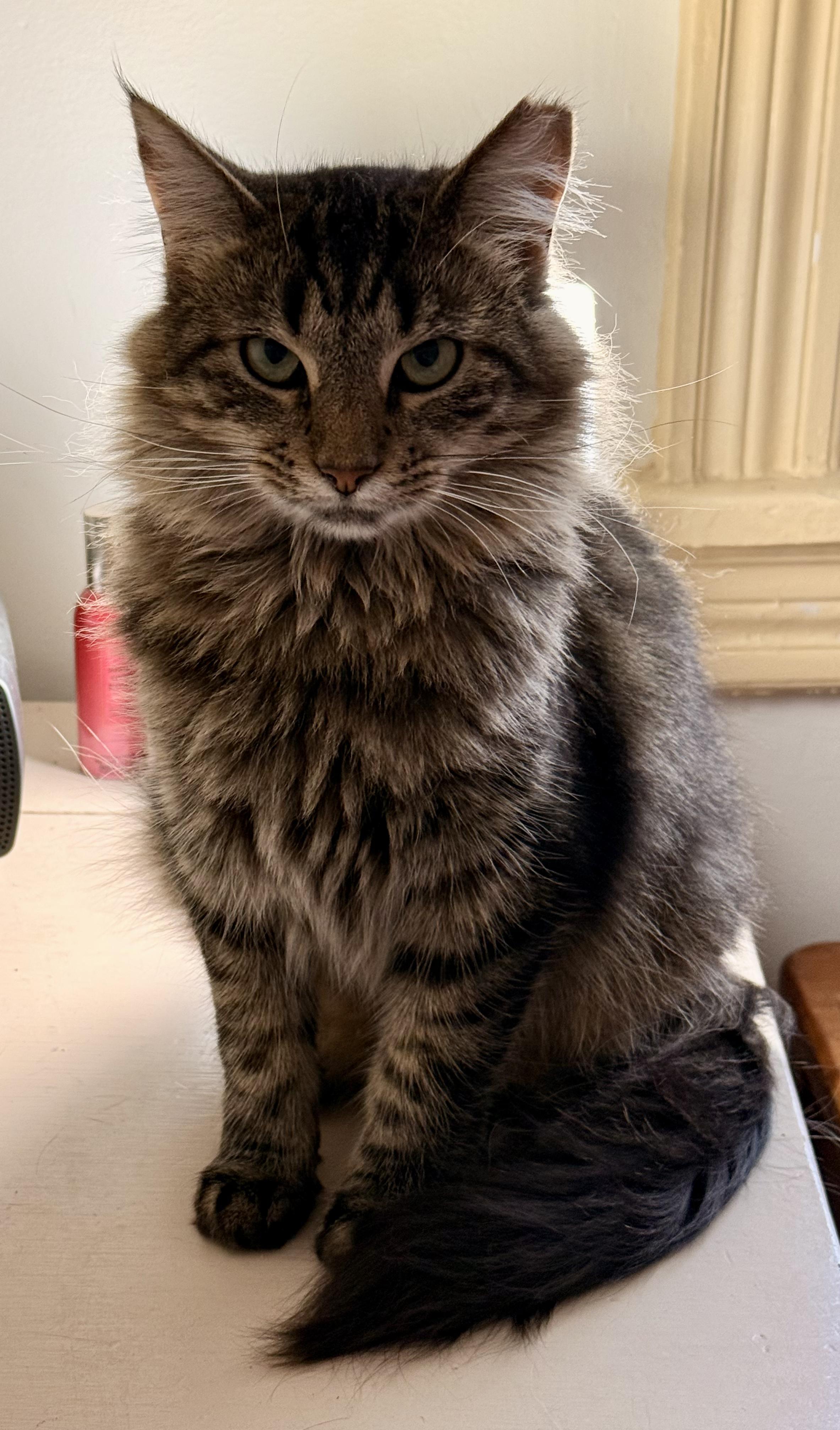 Meg, ADOPTABLE, Adult Female Domestic Medium Hair.