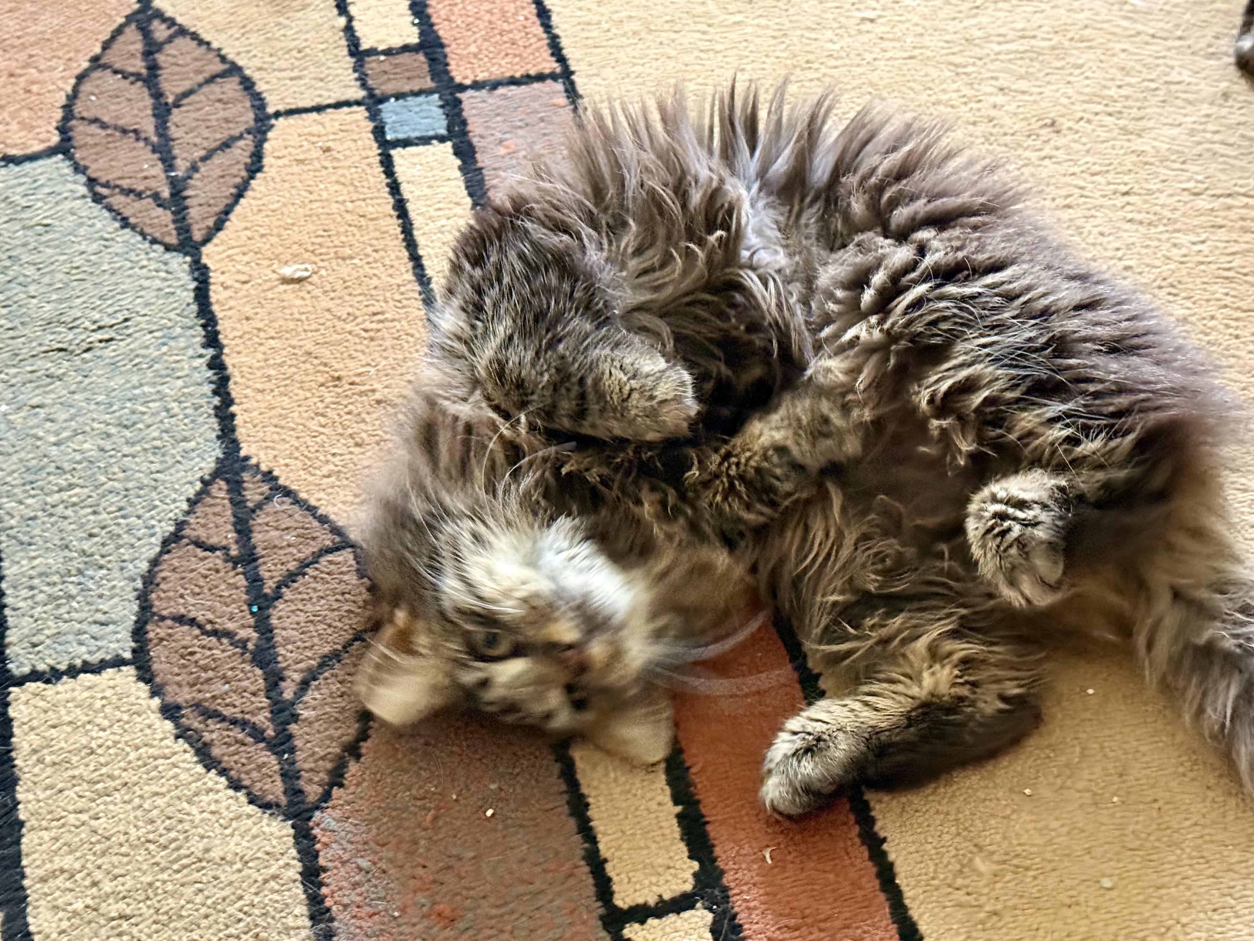 Meg, a ADOPTABLE Domestic Medium Hair in Lansdowne, PA image 2/3