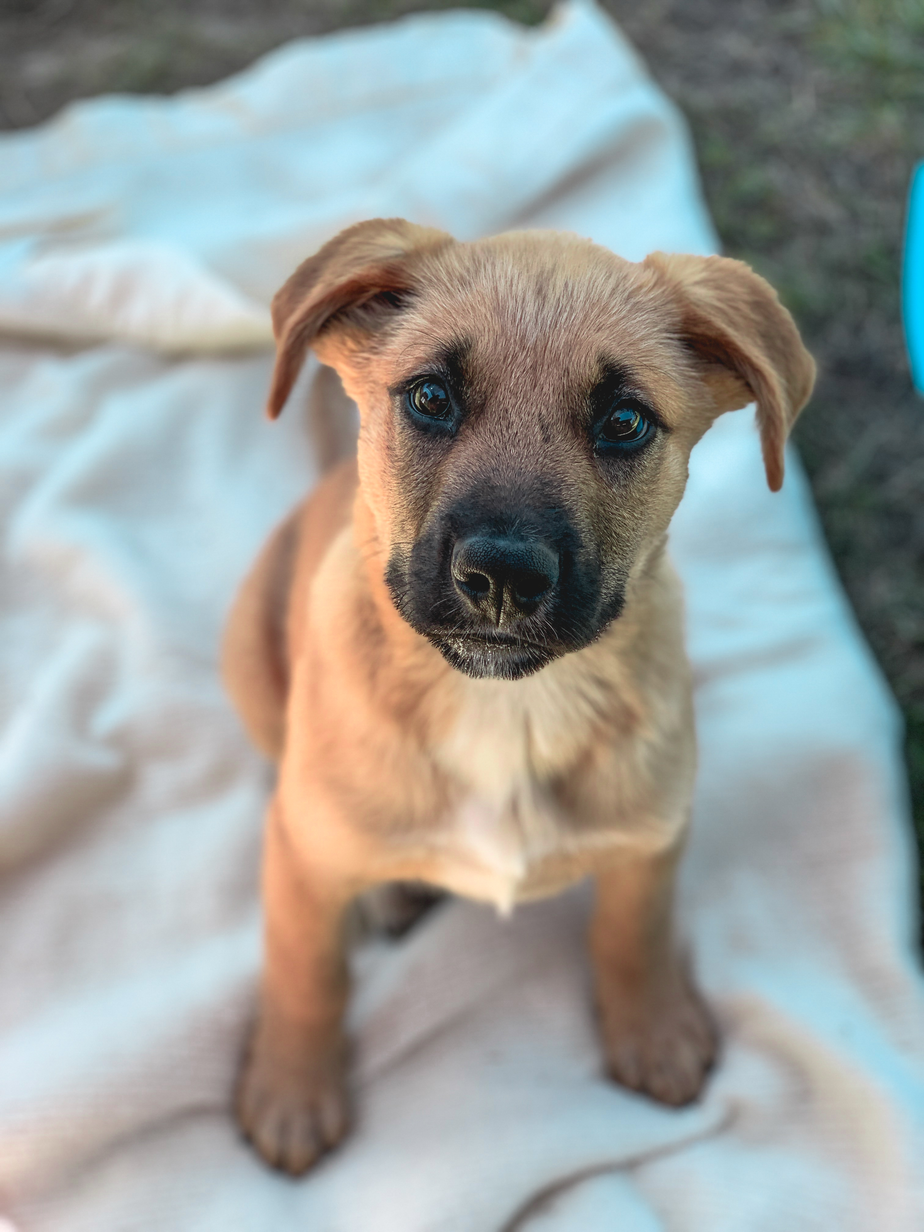 Carbon, Adopted, Puppy Male Shepherd.