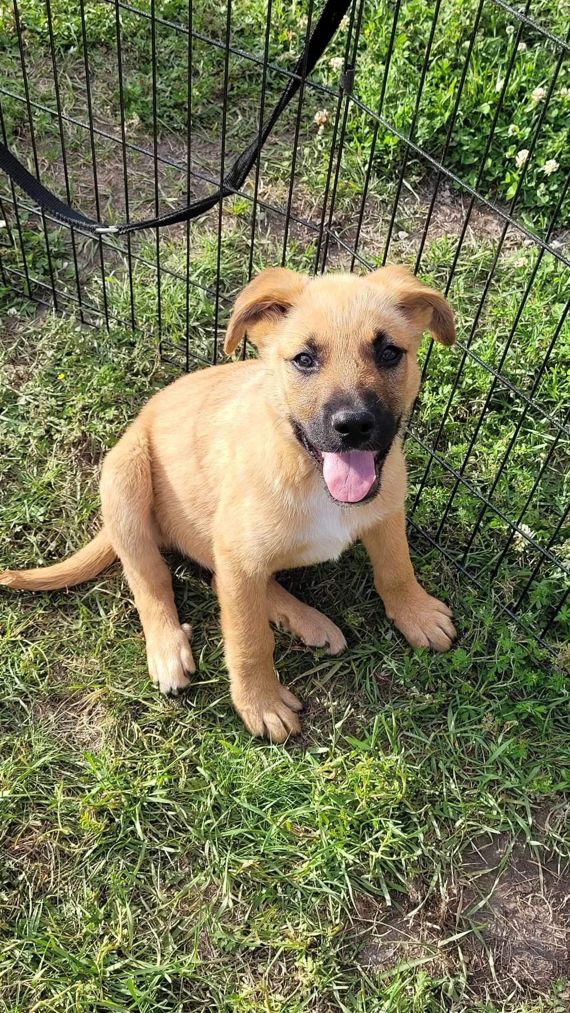 Enlarge Carbon, a Adopted Shepherd in PEMBERTON, BC image 2/5