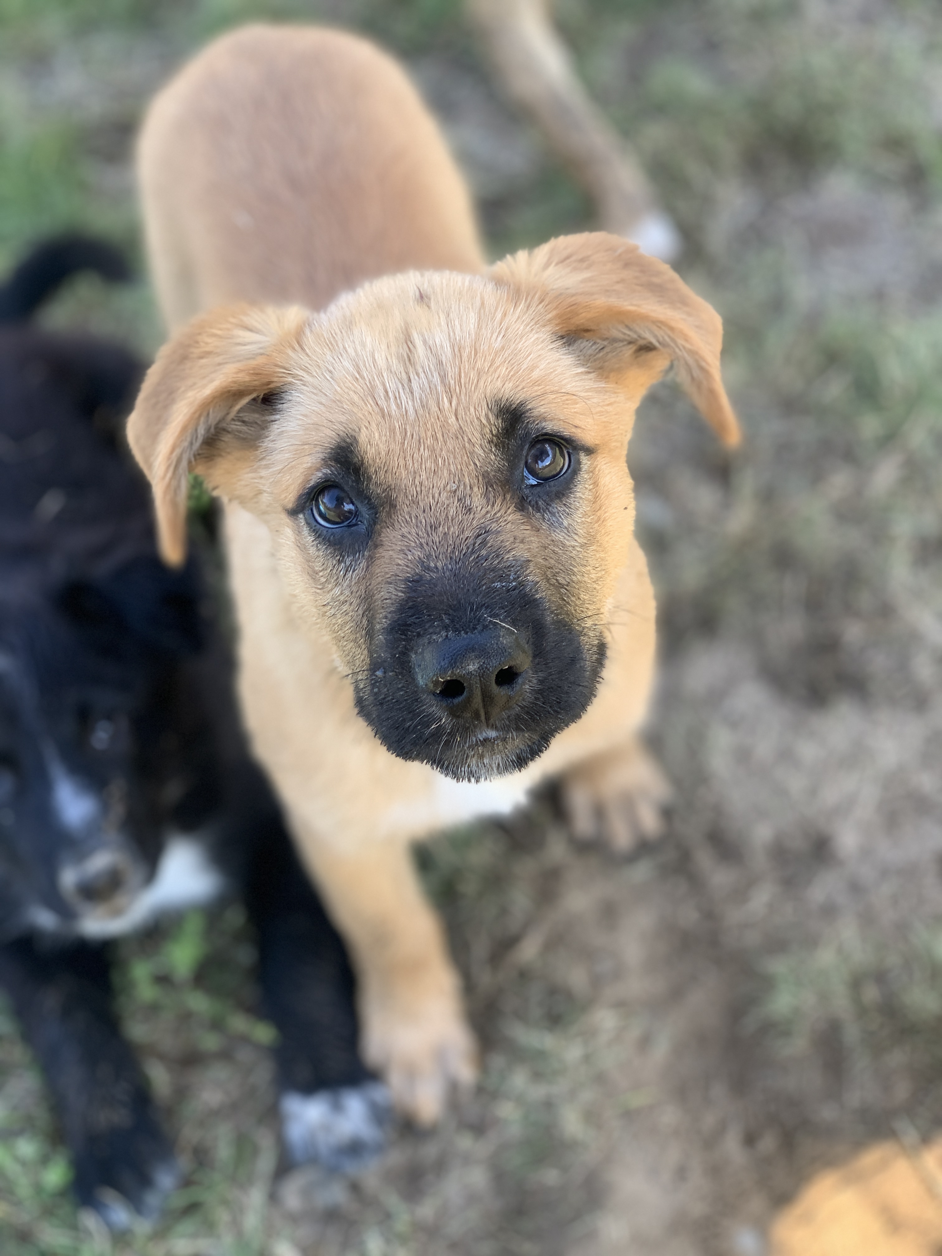 Enlarge Carbon, a Adopted Shepherd in PEMBERTON, BC image 3/5