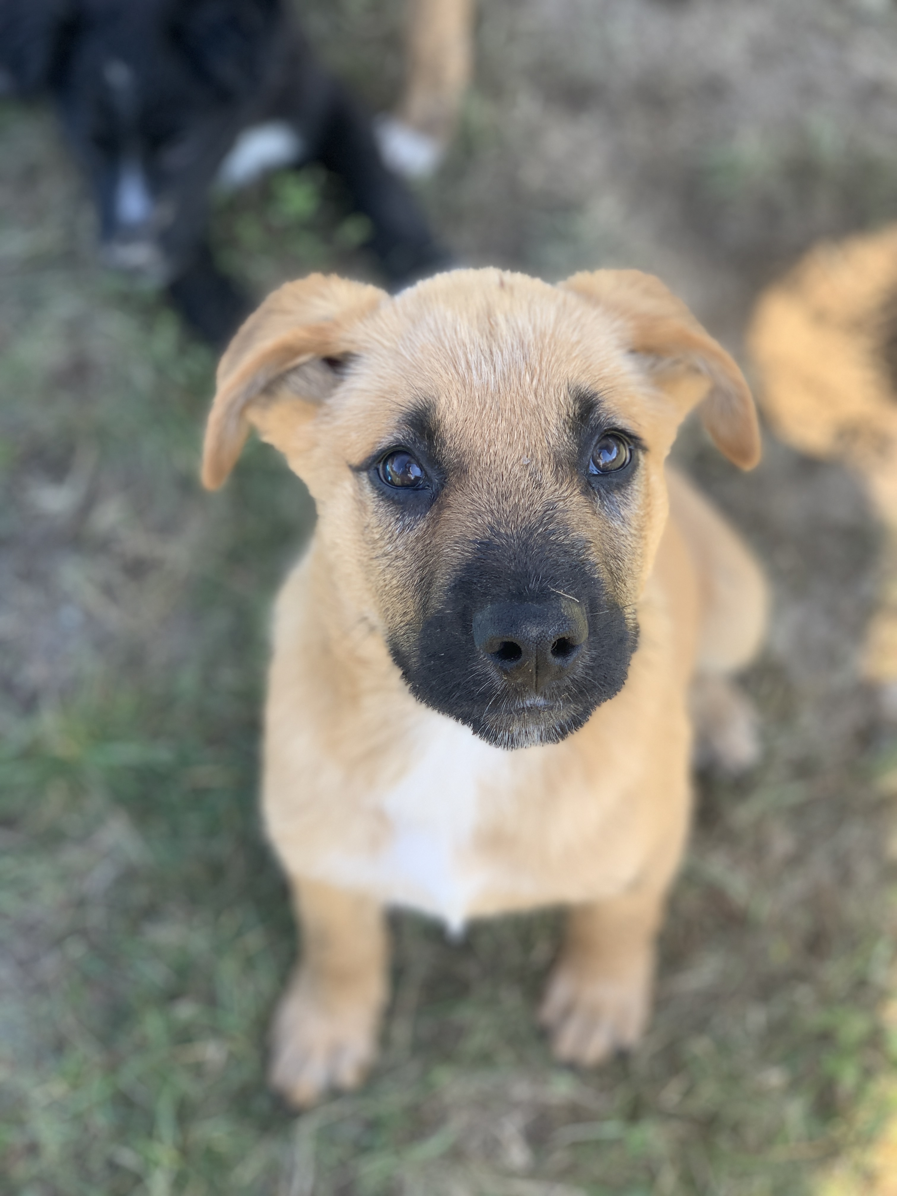 Enlarge Carbon, a Adopted Shepherd in PEMBERTON, BC image 4/5