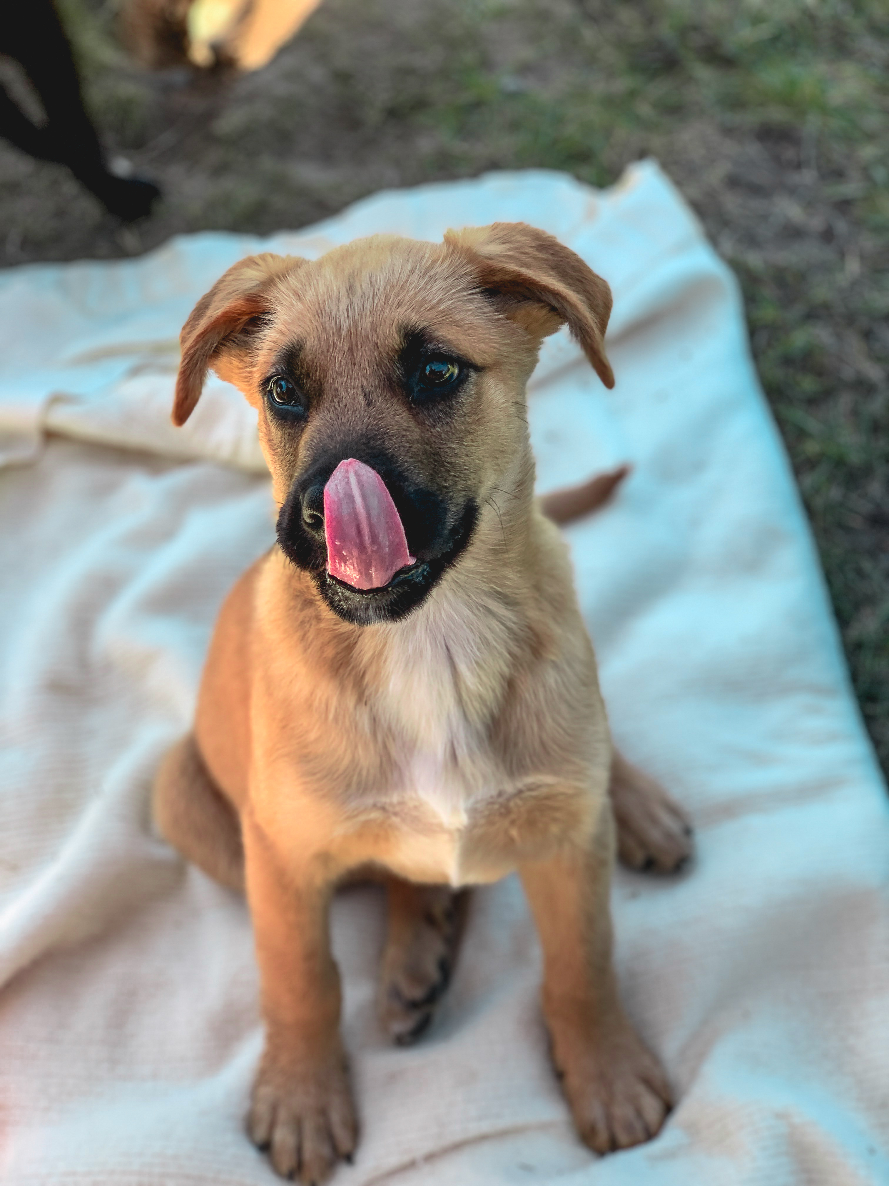 Enlarge Carbon, a Adopted Shepherd in PEMBERTON, BC image 5/5