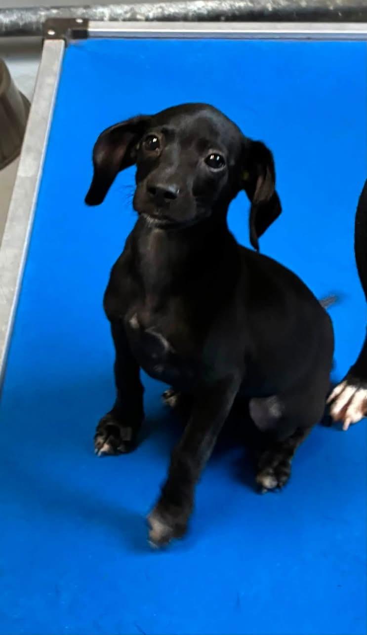 Kadee, ADOPTABLE, Puppy Female Dachshund.