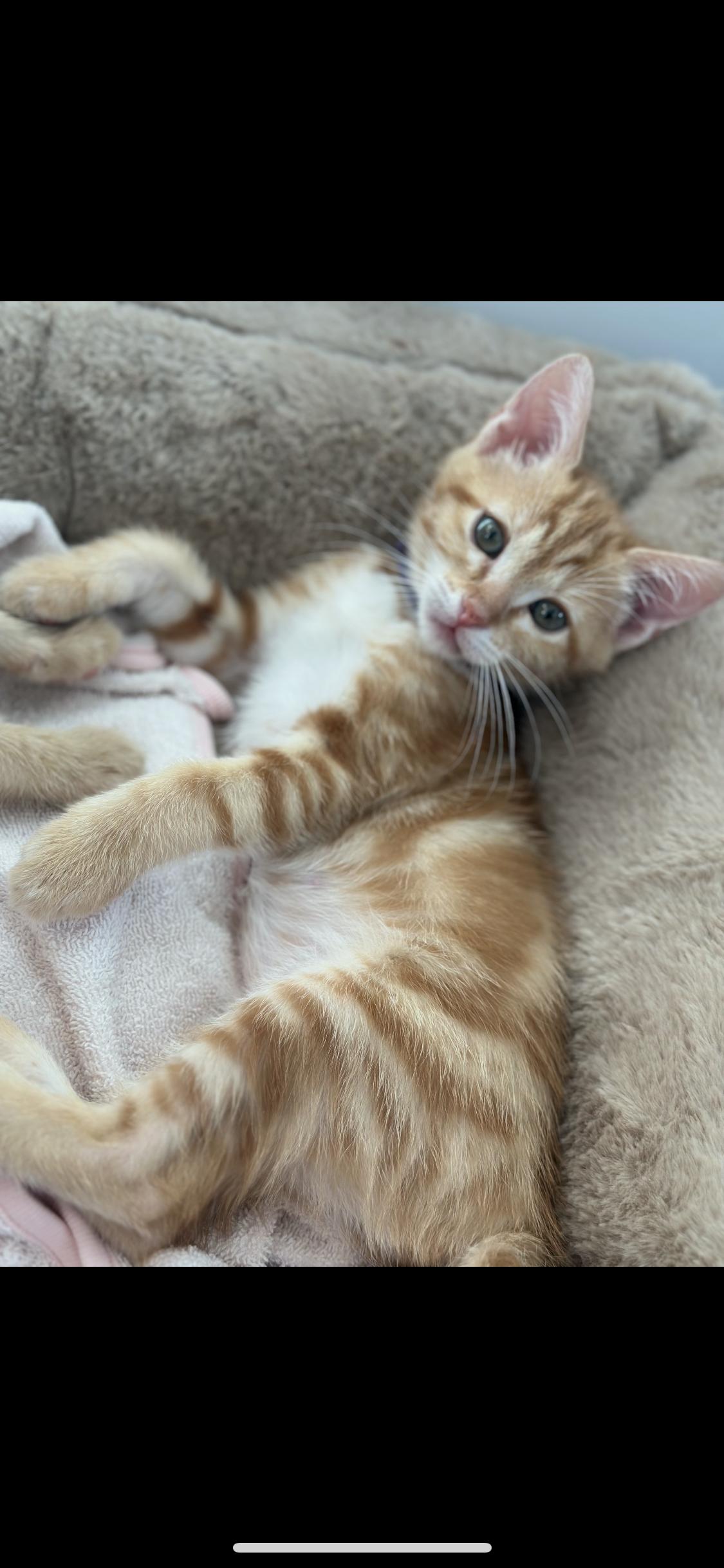 Bubba, Adoptable, Kitten Male Domestic Short Hair.