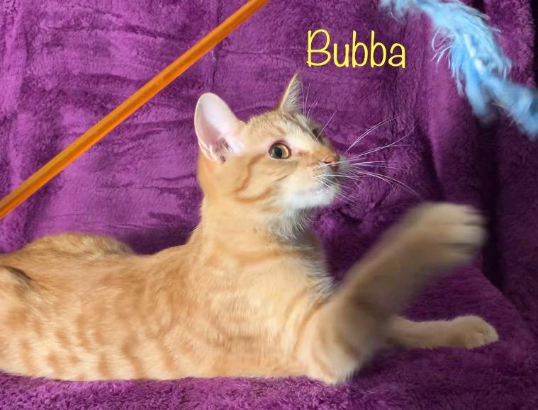 Bubba, Adoptable, Young Male Domestic Short Hair.