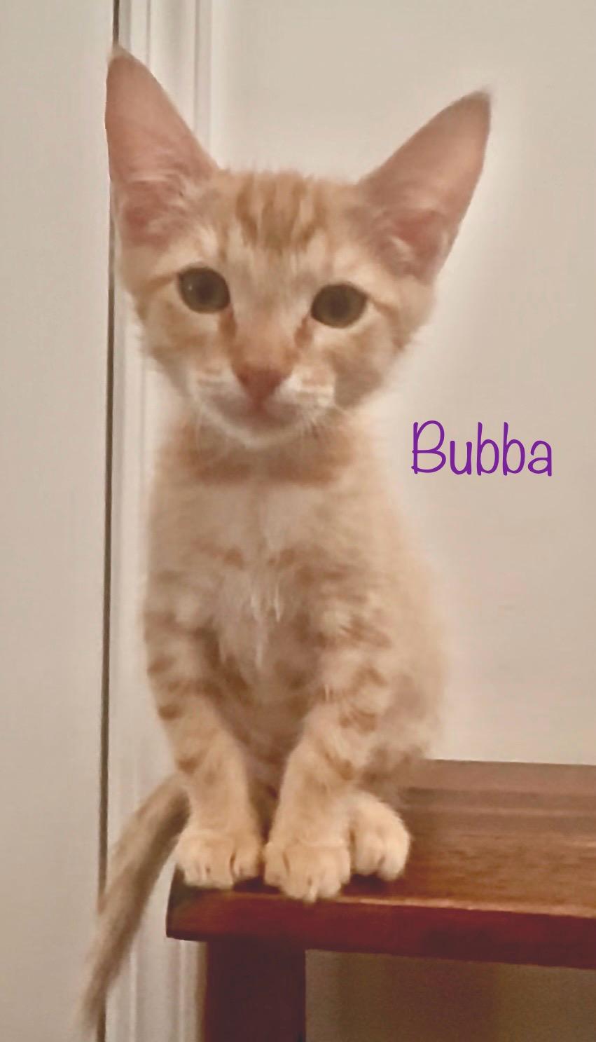 Bubba, a Adoptable Domestic Short Hair in Dixon, CA image 3/5