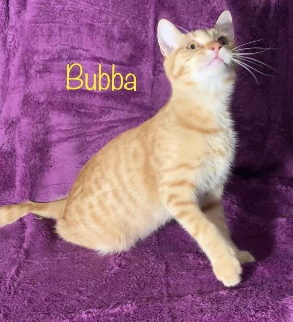 Bubba, a Adoptable Domestic Short Hair in Dixon, CA image 4/5