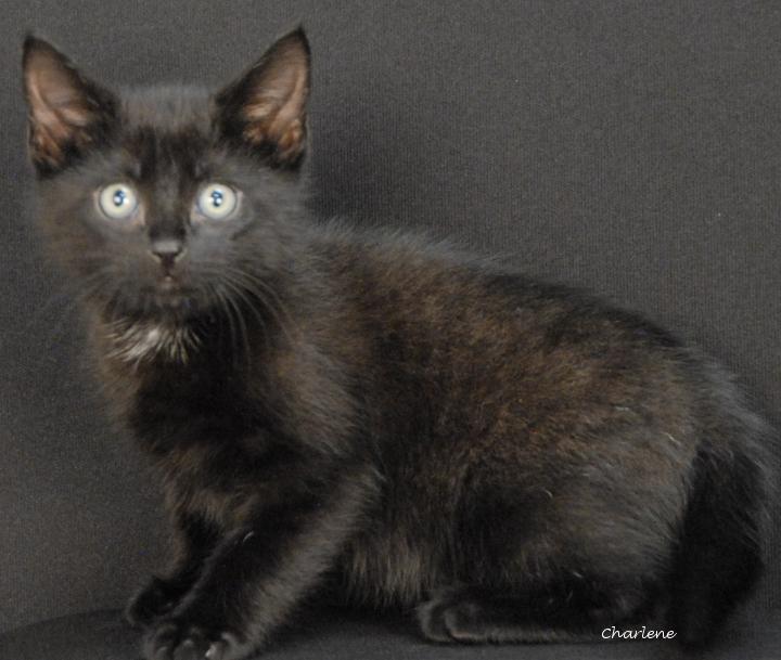 Walkman, Adoptable, Kitten Male Domestic Short Hair.