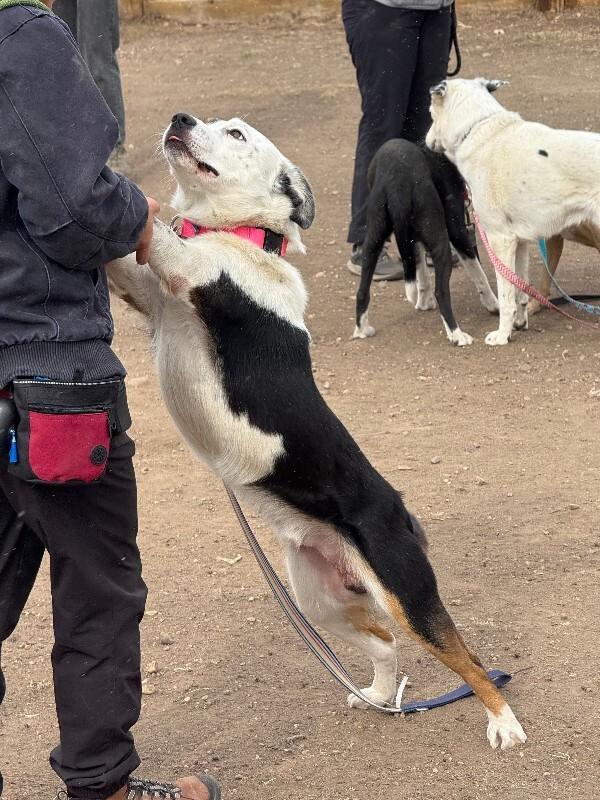 Ruvane, a Adoptable mixed breed in Westminster, CO image 1/6
