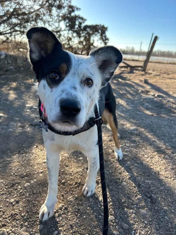 Ruvane, a Adoptable mixed breed in Westminster, CO image 2/6