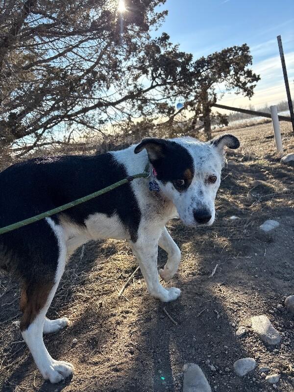 Ruvane, a Adoptable mixed breed in Westminster, CO image 3/6