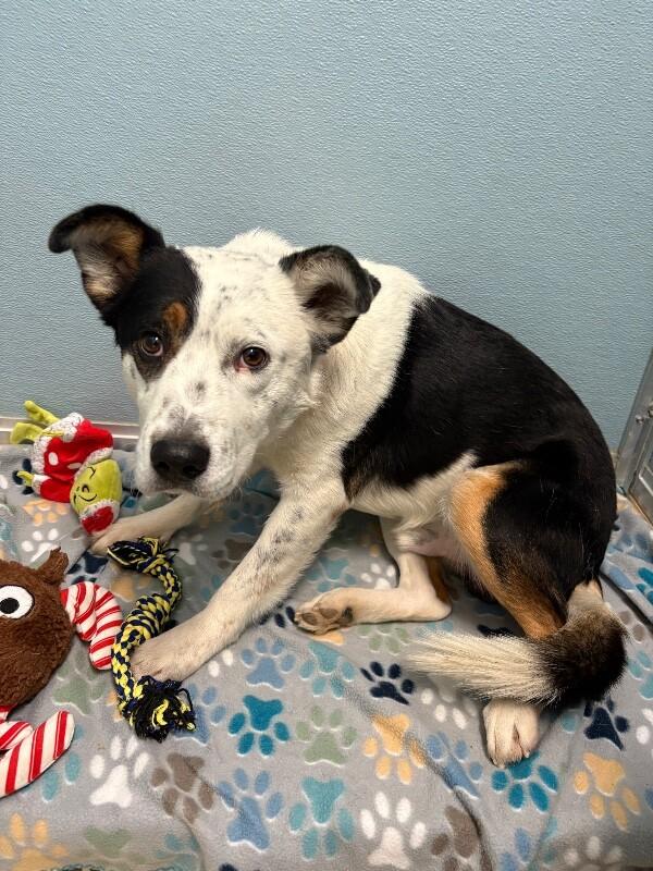 Ruvane, a Adoptable mixed breed in Westminster, CO image 4/6