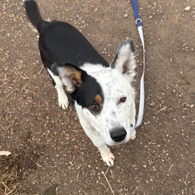 Ruvane, a Adoptable mixed breed in Westminster, CO image 5/6