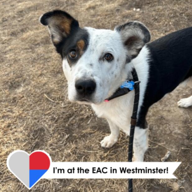 Ruvane, a Adoptable mixed breed in Westminster, CO image 6/6