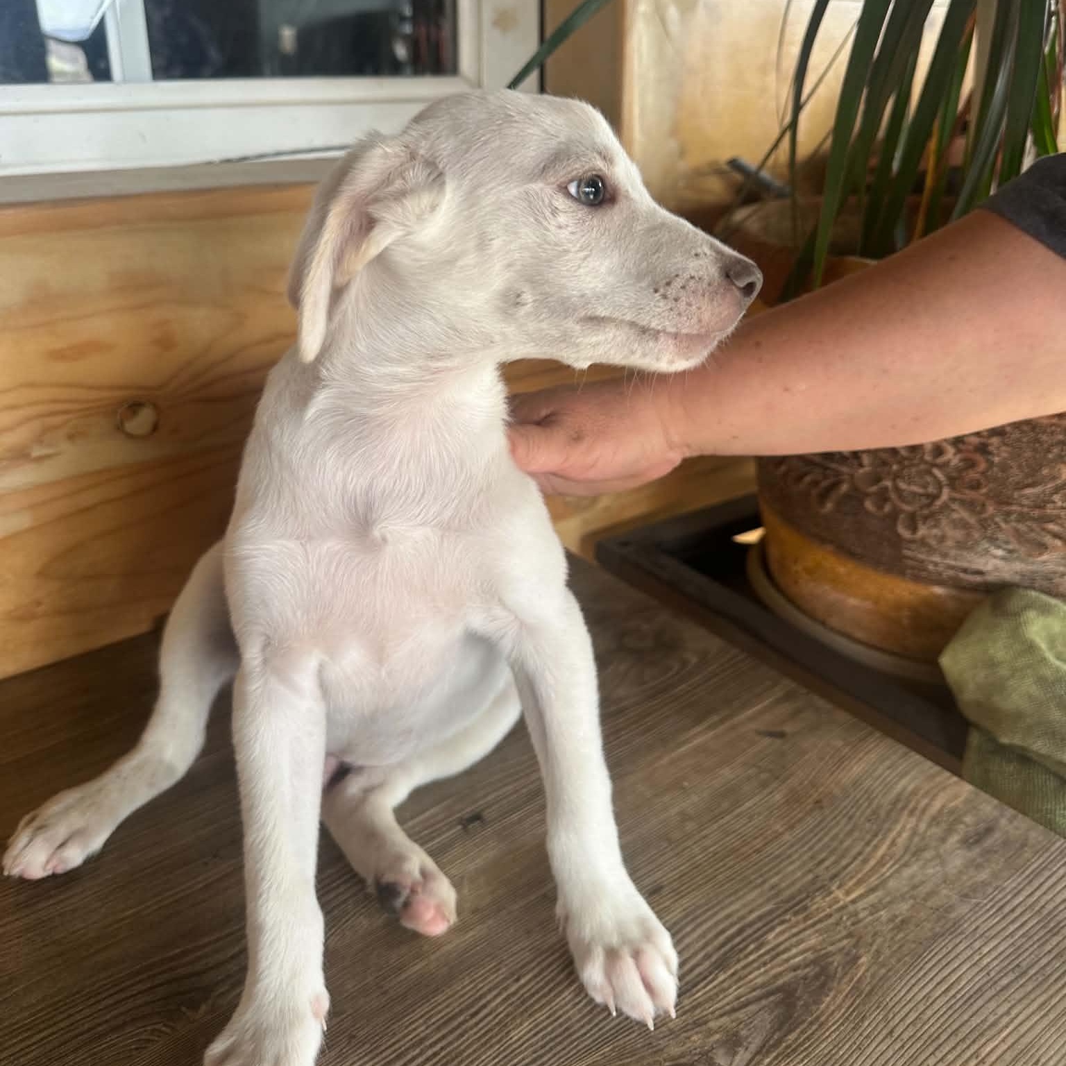 Enlarge Finn, a ADOPTABLE mixed breed in San Diego, CA image 2/3