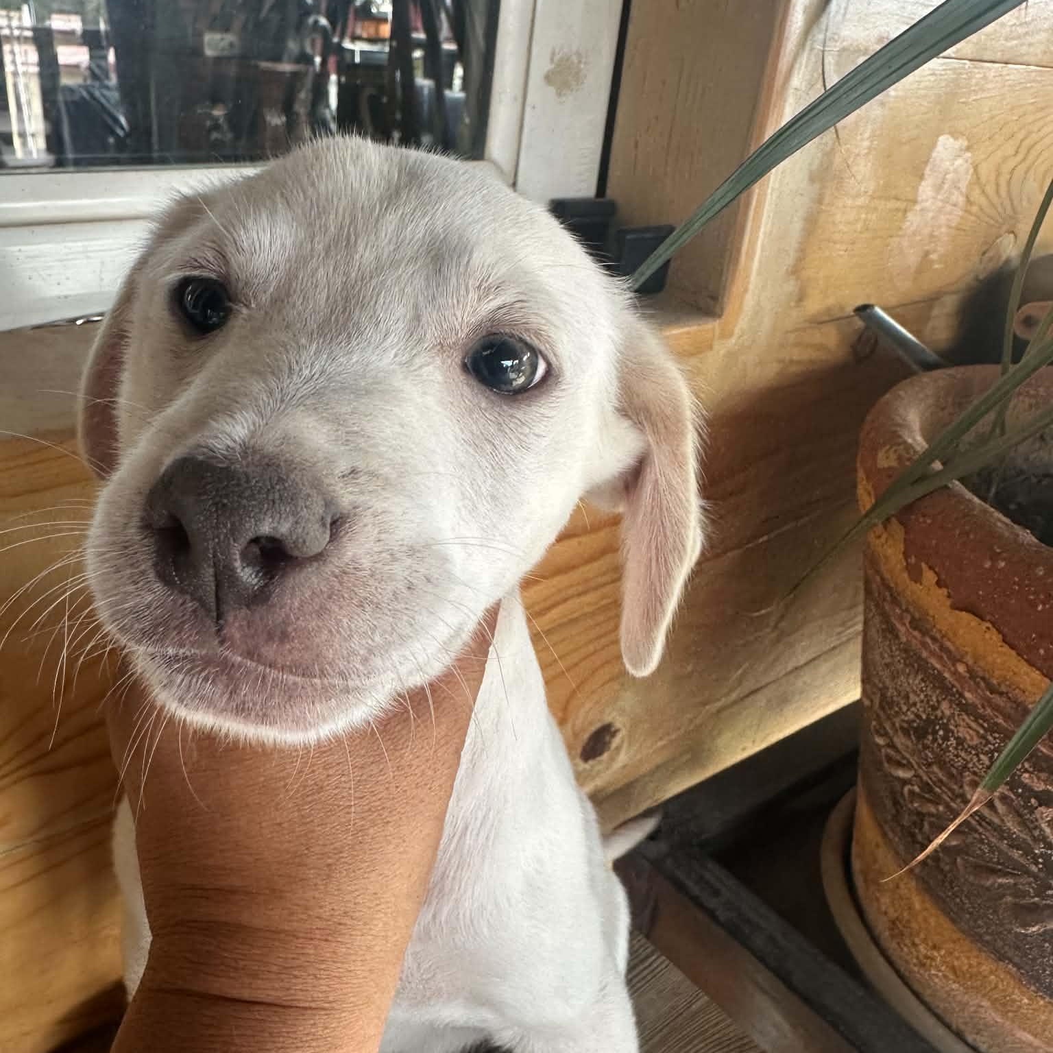 Enlarge Finn, a ADOPTABLE mixed breed in San Diego, CA image 1/3