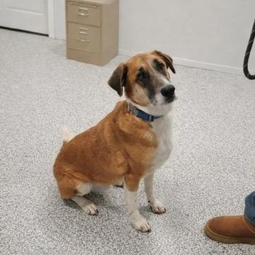 Enlarge Franklin, a ADOPTABLE Shepherd in New Bedford, MA image 1/4