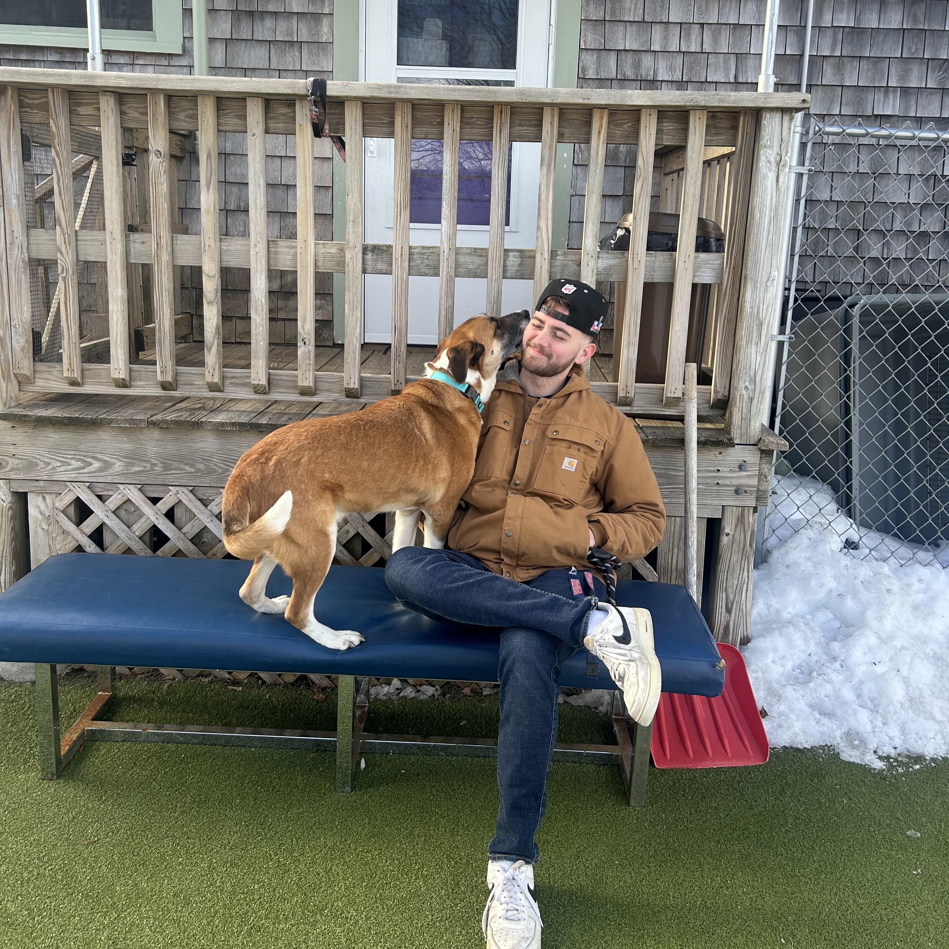 Enlarge Franklin, a ADOPTABLE Shepherd in New Bedford, MA image 2/4