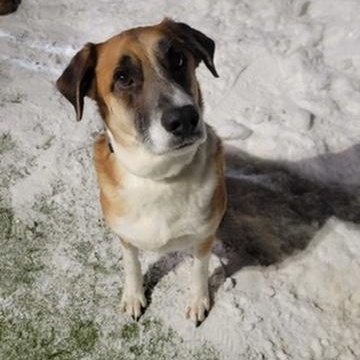 Enlarge Franklin, a ADOPTABLE Shepherd in New Bedford, MA image 4/4