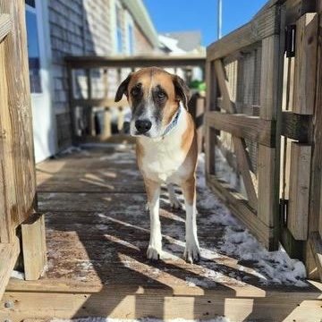 Enlarge Franklin, a ADOPTABLE Shepherd in New Bedford, MA image 3/4