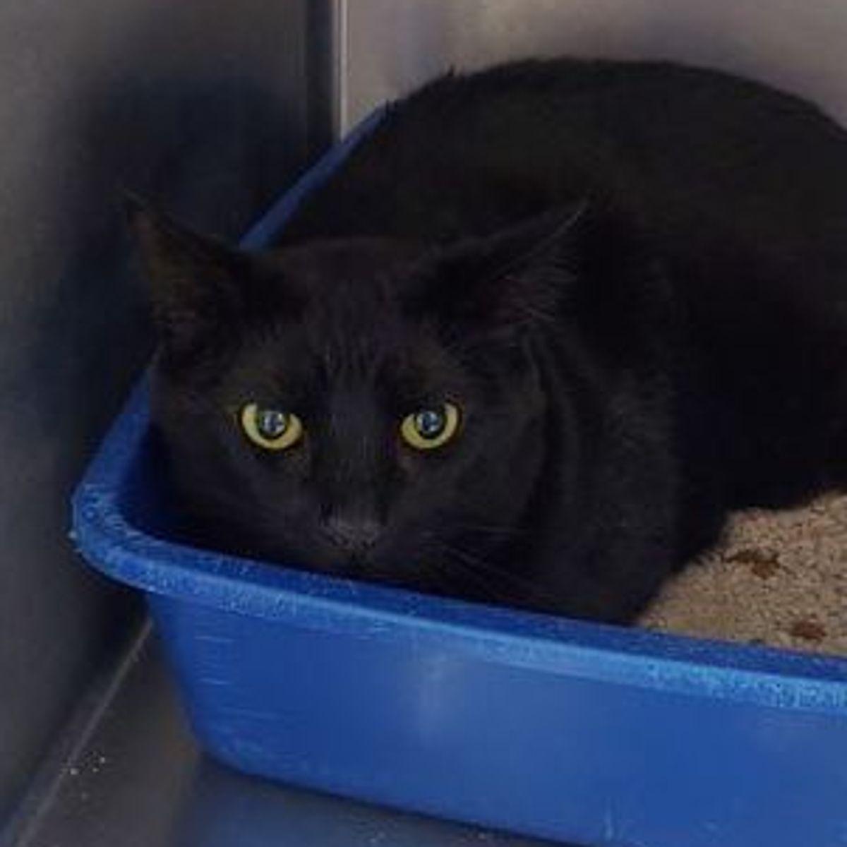 Enlarge Brad, a Adoptable Domestic Short Hair in Lake Havasu City, AZ image 1/1