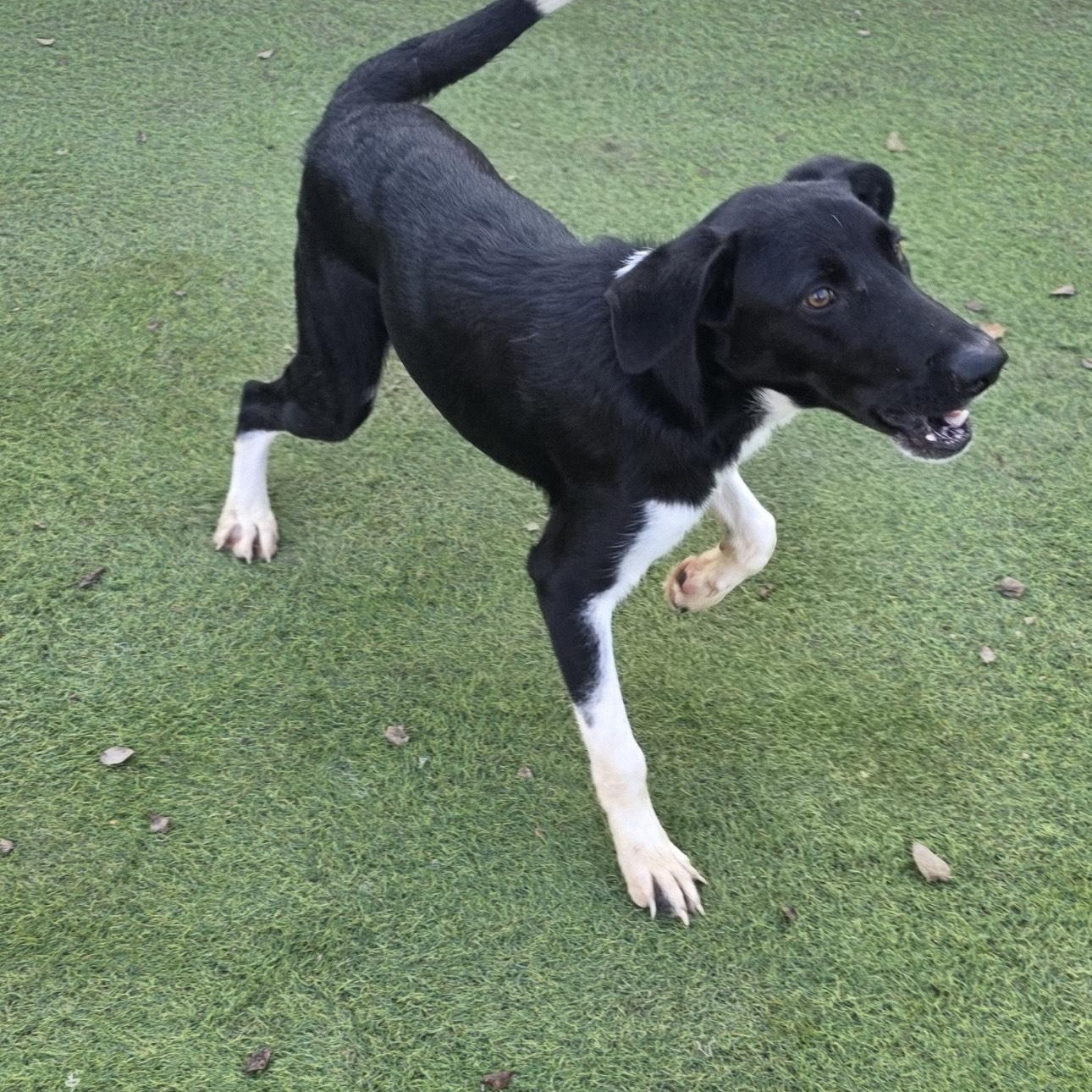 Fly, a ADOPTABLE Border Collie in Marshfield , WI image 6/6