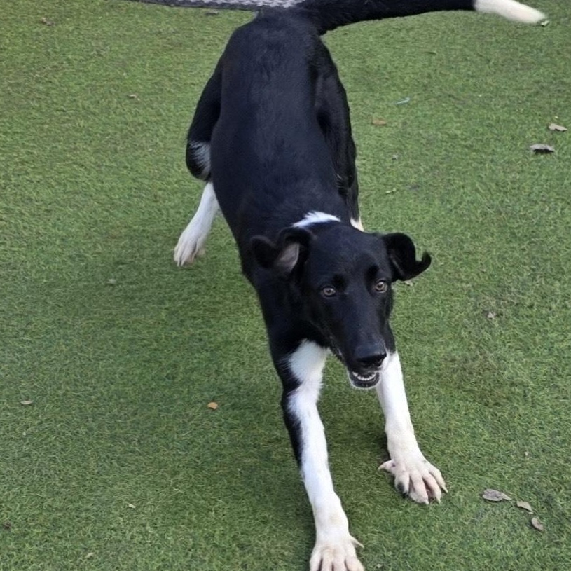 Fly, a ADOPTABLE Border Collie in Marshfield , WI image 5/6