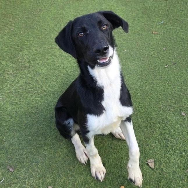 Fly, a ADOPTABLE Border Collie in Marshfield , WI image 2/6