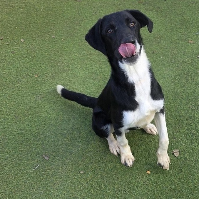 Fly, a ADOPTABLE Border Collie in Marshfield , WI image 4/6