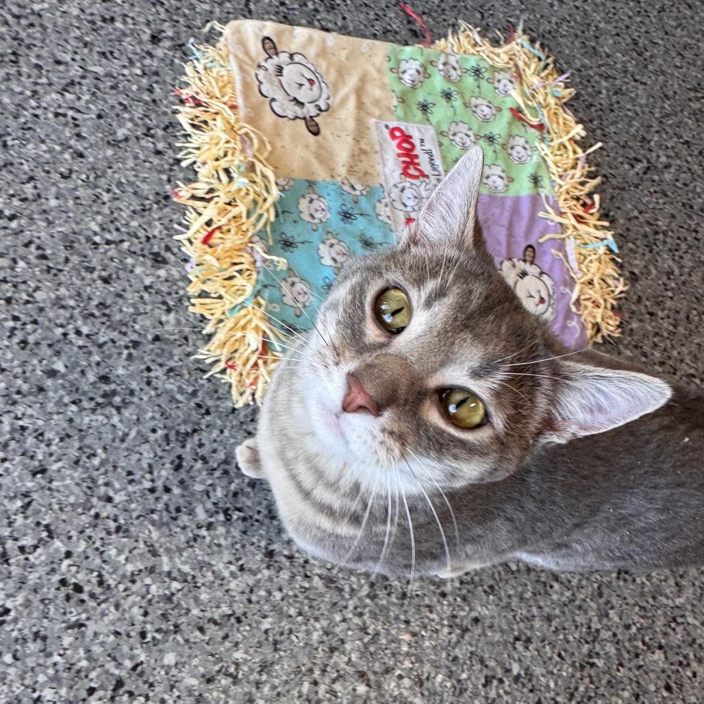 Lola, Adoptable, Young Female Domestic Short Hair.
